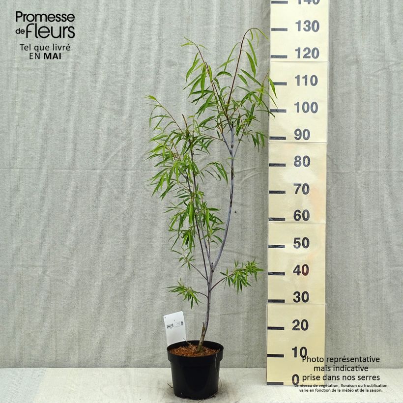 Amostra de Salix acutifolia Blue Streak - Salgueiro Vaso de 3 L/4 L tal como entregue na primavera