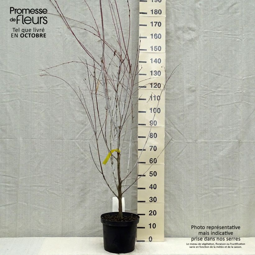 Amostra de Salix acutifolia Blue Streak - Salgueiro Vaso de 7,5 L/10 L tal como entregue no outono