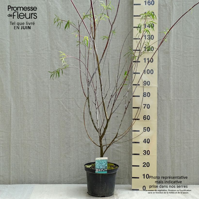 Amostra de Salix acutifolia Blue Streak - Salgueiro Vaso de 7,5 L/10 L tal como entregue na primavera