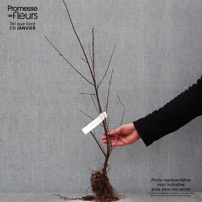 Amostra de Saule à oreilles, Petit marsault - Salix aurita Raízes nuas tal como entregue no inverno