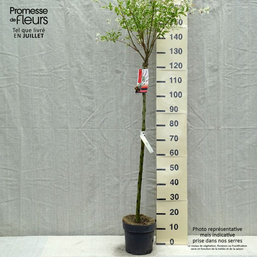 Amostra de Salgueiro do Japão Flamingo - Salix integra Vaso de 4 L/5 L tal como entregue no verão