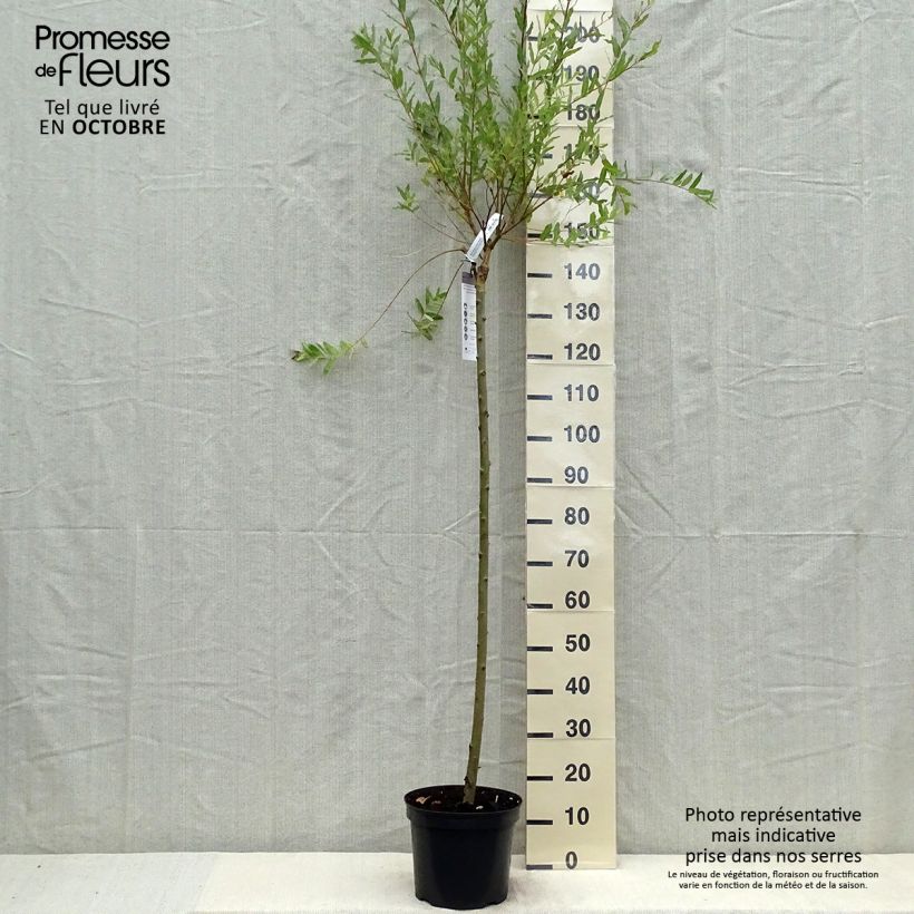 Amostra de Salgueiro do Japão Hakuro Nishiki - Salix integra Vaso de 7,5 L/10 L, Haste tal como entregue no outono