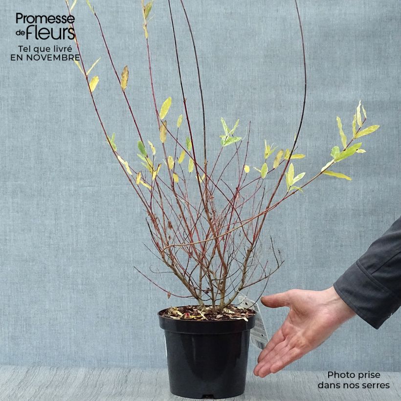 Amostra de Salgueiro do Japão Hakuro Nishiki - Salix integra Vaso de 2 L/3 L, Arbusto tal como entregue no outono
