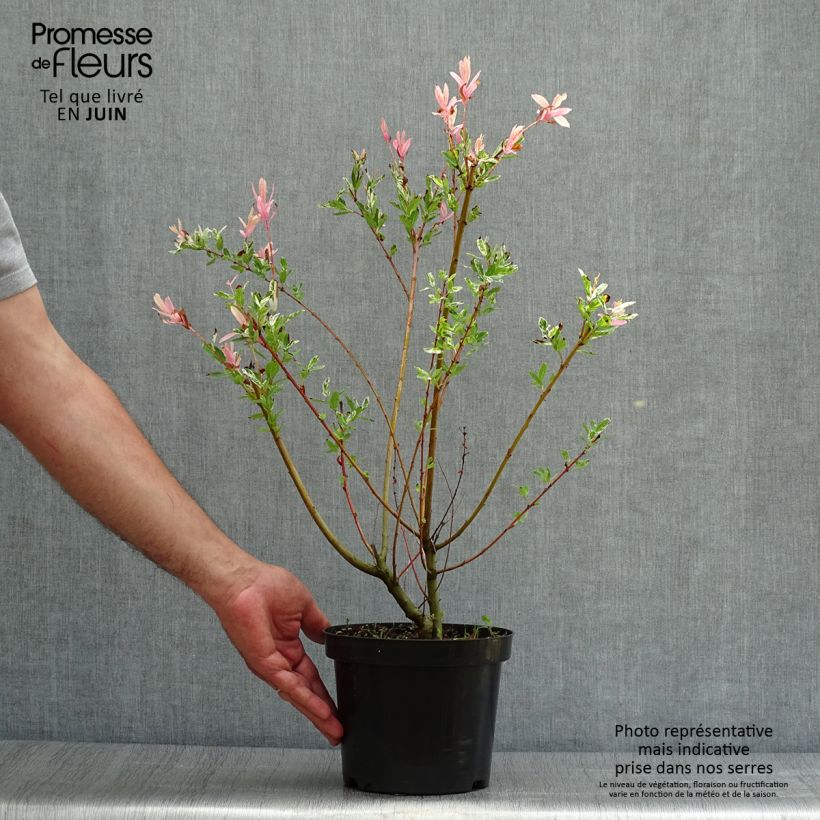 Amostra de Salgueiro do Japão Hakuro Nishiki - Salix integra Vaso de 2 L/3 L, Arbusto tal como entregue no verão