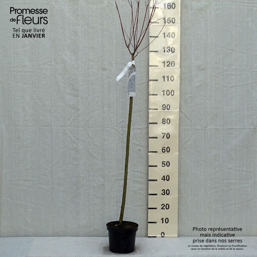 Amostra de Saule crevette - Salix integra Hakuro Nishiki Vaso de 4 L/5 L tal como entregue no inverno