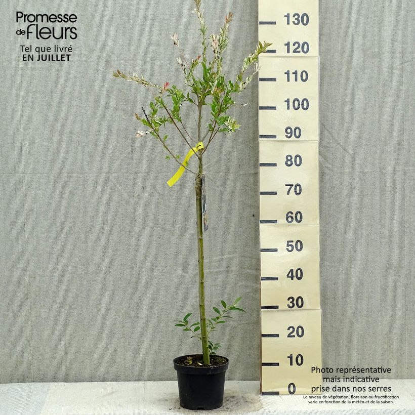 Amostra de Salgueiro do Japão Hakuro Nishiki - Salix integra Vaso de 2 L/3 L, Haste tal como entregue no verão