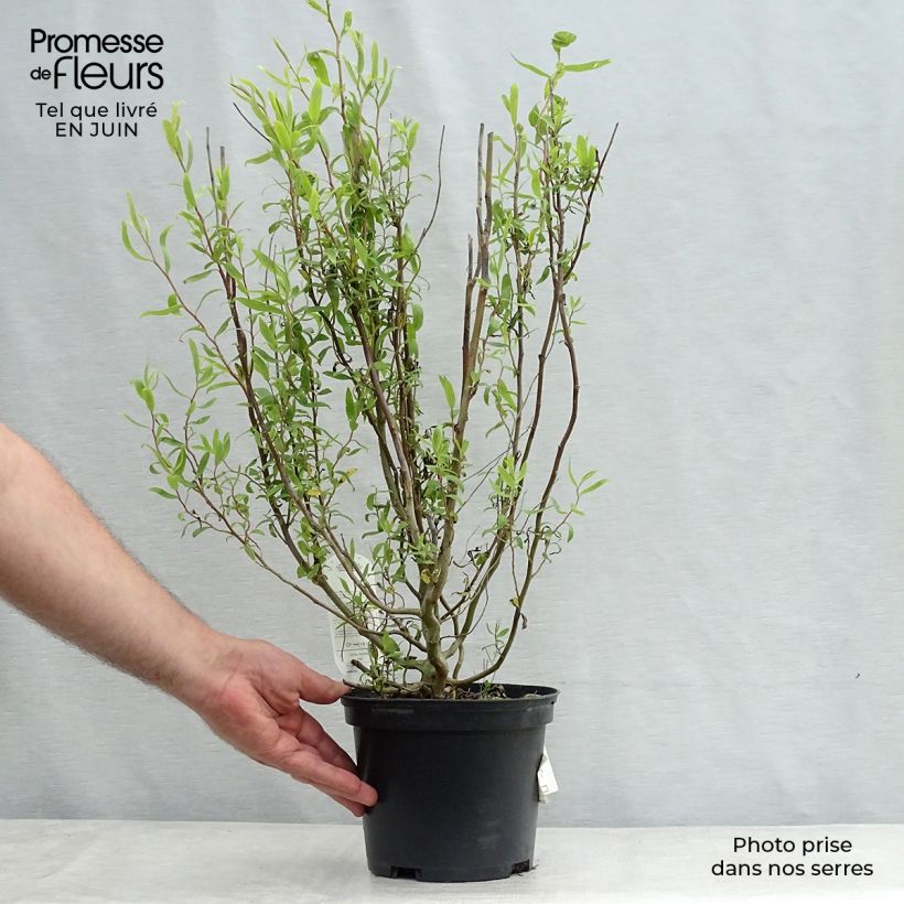 Amostra de Salix matsudana Tortuosa - Salgueiro-tortuoso Vaso de 2 L/3 L tal como entregue no verão