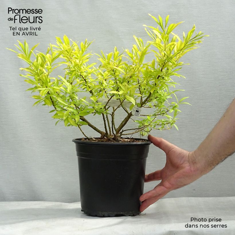 Amostra de Salix sachalinensis Golden Sunshine - Salgueiro Vaso de 4 L/5 L tal como entregue na primavera