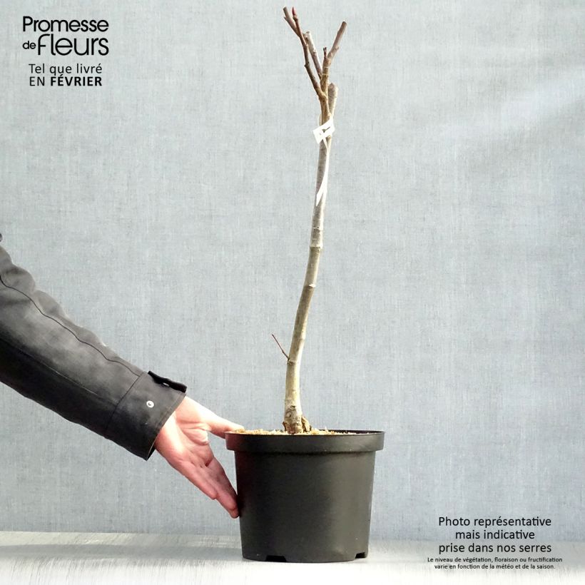 Amostra de Saule magnifique - Salix magnifica Vaso de 4 L/5 L tal como entregue no inverno