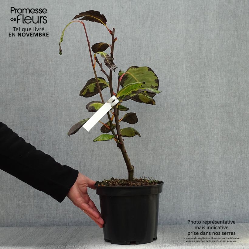 Amostra de Salix magnifica - Salgueiro Vaso de 4 L/5 L tal como entregue no outono
