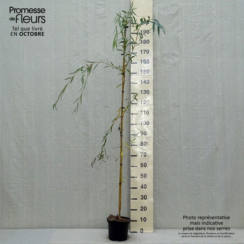 Amostra de Salgueiro-branco Tristis - Salix alba Vaso de 4 L/5 L tal como entregue no outono