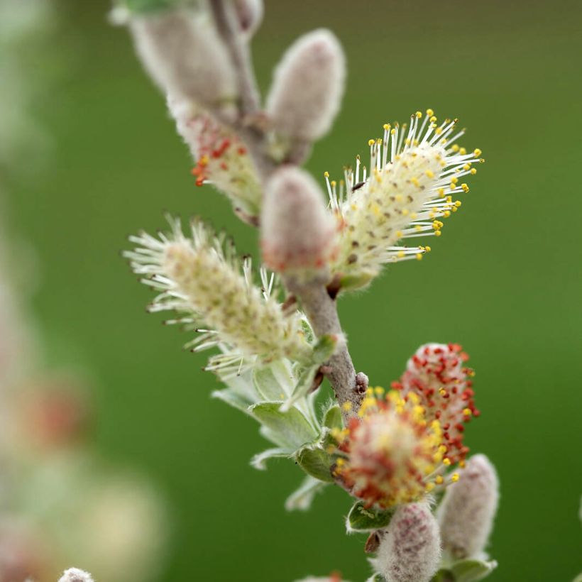 Salix candida Iceberg Alley - Salgueiro (Floração)