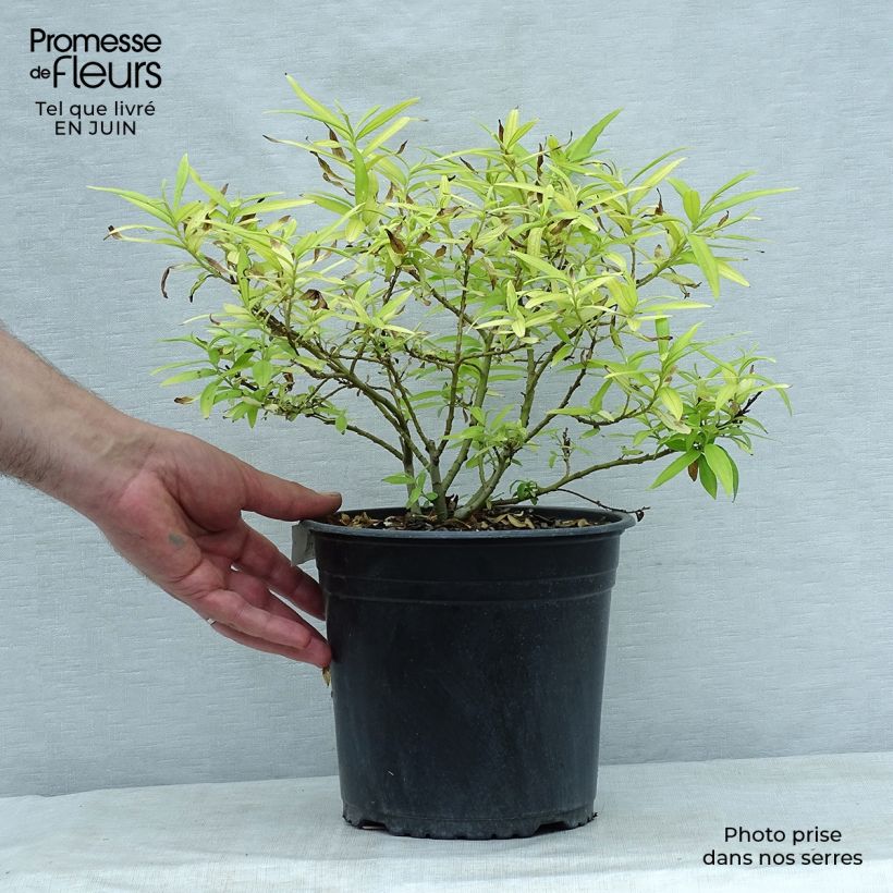Amostra de Salix sachalinensis Golden Sunshine - Salgueiro Vaso de 4 L/5 L tal como entregue no verão