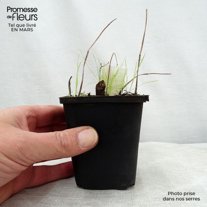 Amostra de Saururus cernuus Vaso de 8/9 cm tal como entregue na primavera