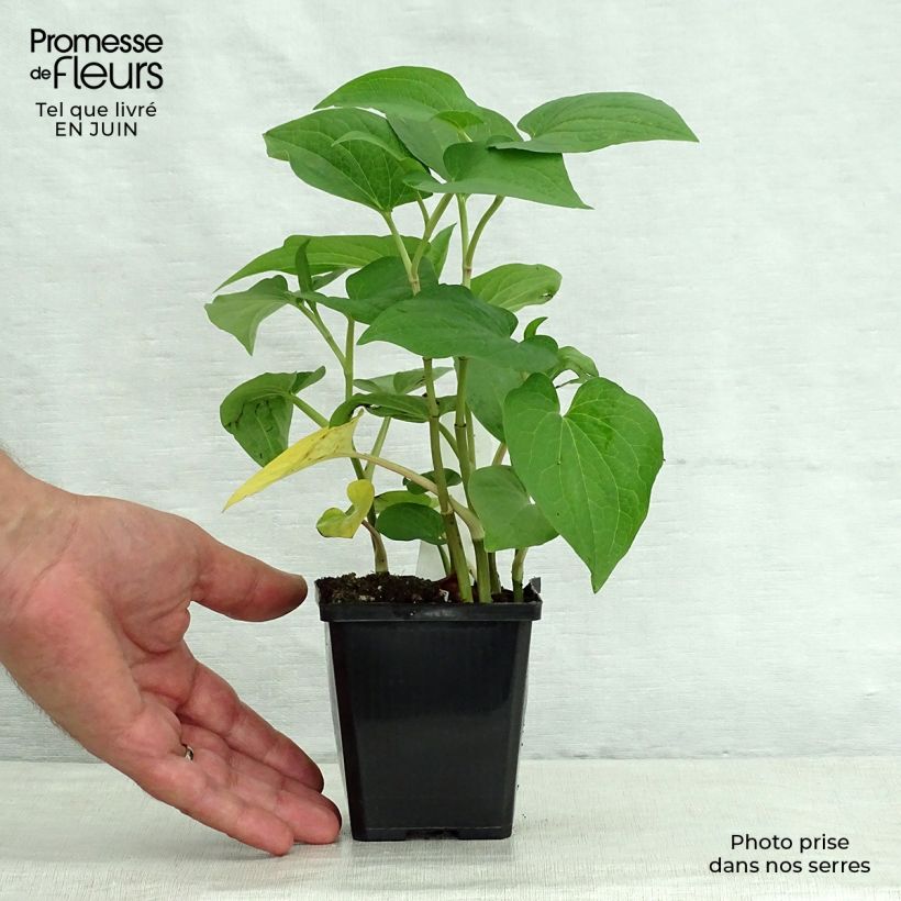 Amostra de Saururus cernuus Vaso de 8/9 cm tal como entregue no verão