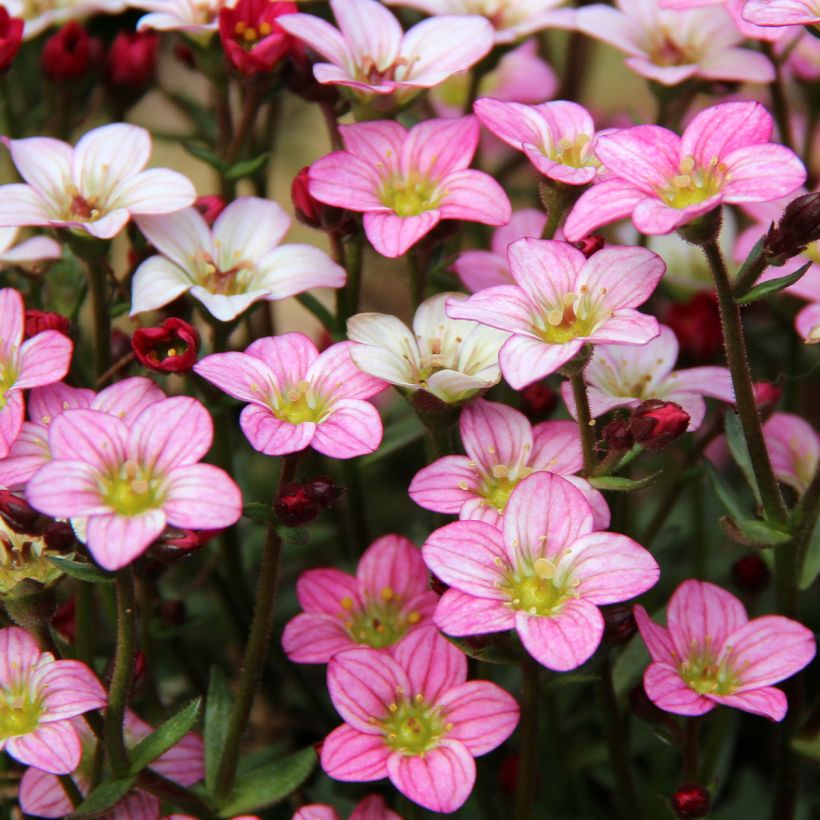 Saxifraga Irish (Floração)