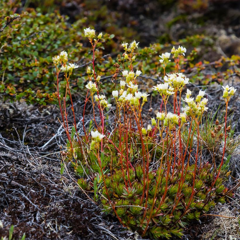 Saxifraga Irish (Hábito)
