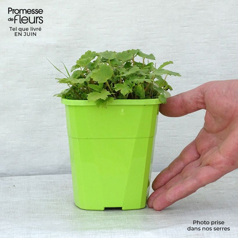 Amostra de Saxifraga OPERA Orpheus Vaso de 1 L/1,5 L tal como entregue no verão