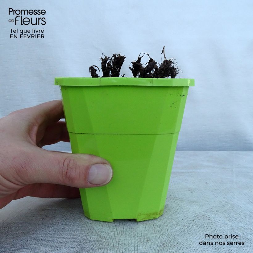 Amostra de Saxifraga OPERA Orpheus - Saxifrage Pot de 1L/1,5L tal como entregue no inverno