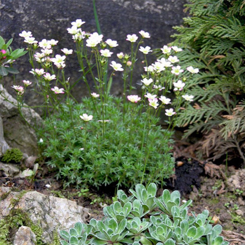 Saxifraga arendsii Adebar (Floração)