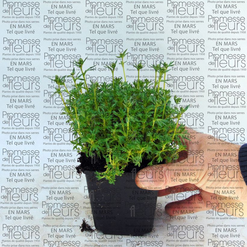 Exemplo de amostra de Saxifraga arendsii Adebar Vaso de 8/9 cm tal como entregue