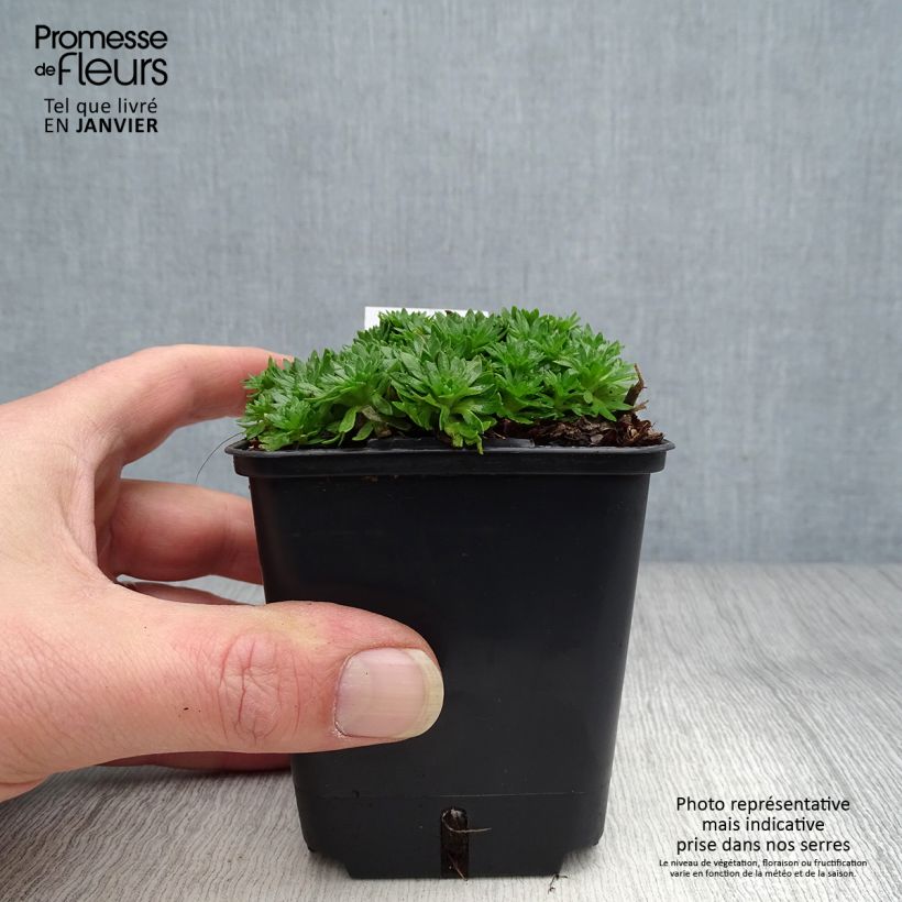 Amostra de Saxifraga arendsii Compactum Vaso de 8/9 cm tal como entregue no inverno