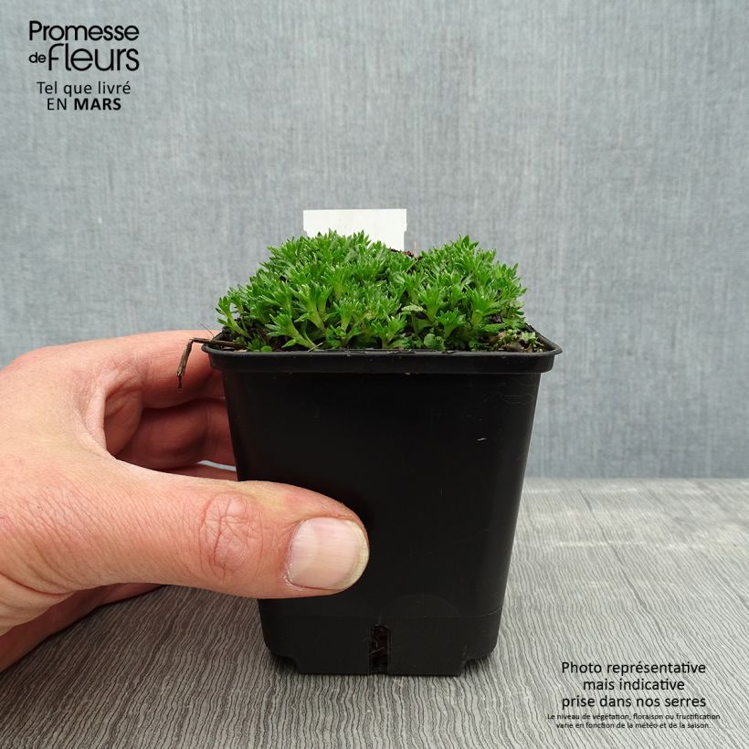 Amostra de Saxifraga arendsii Compactum Vaso de 8/9 cm tal como entregue na primavera