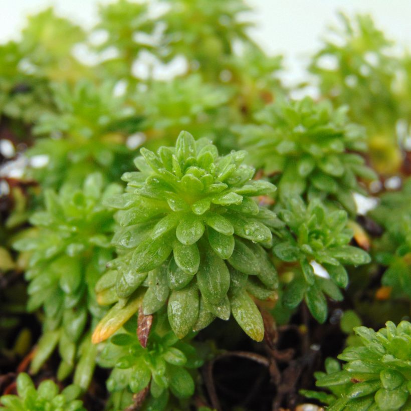 Saxifraga arendsii Peter Pan (Folhagem)