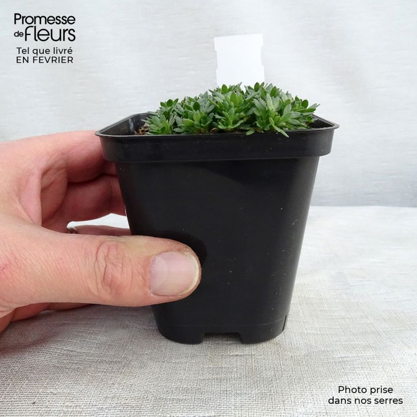 Amostra de Saxifraga arendsii Peter Pan - Saxifrage mousse Vaso de 8/9 cm tal como entregue no inverno