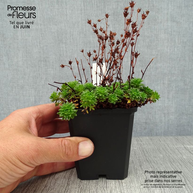 Amostra de Saxifraga arendsii Peter Pan Vaso de 8/9 cm tal como entregue no verão