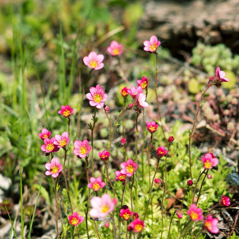 Saxifraga arendsii Peter Pan (Hábito)