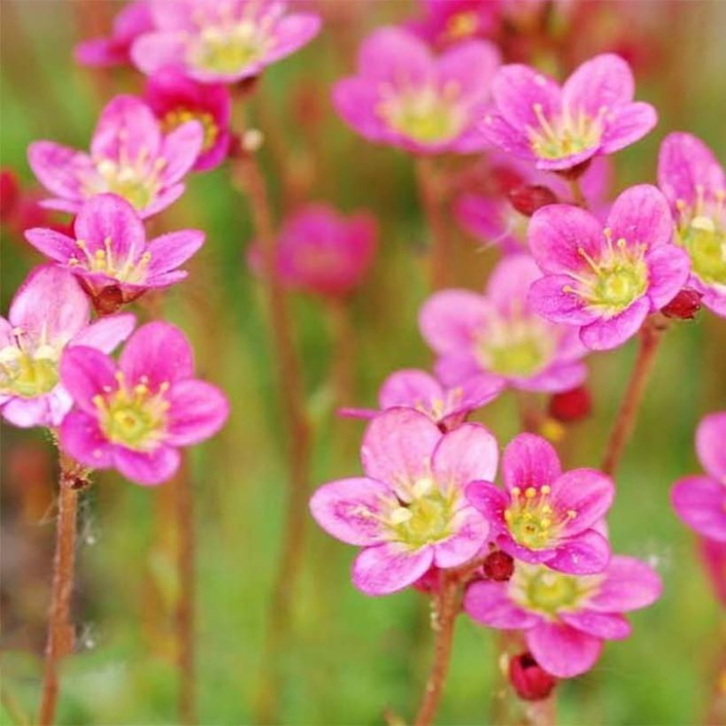 Saxifraga arendsii Purpurteppich (Floração)