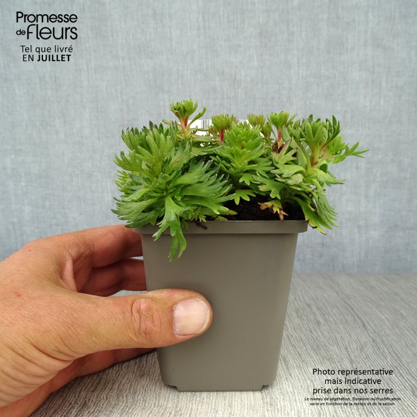 Amostra de Saxifraga arendsii Purpurteppich Vaso de 8/9 cm tal como entregue no verão