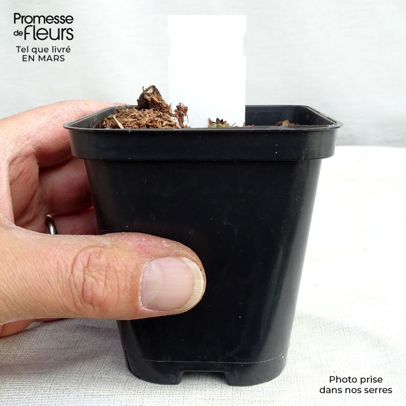 Amostra de Saxifraga arendsii Purpurteppich - Saxifrage mousse Godet de 8/9 cm tal como entregue no inverno