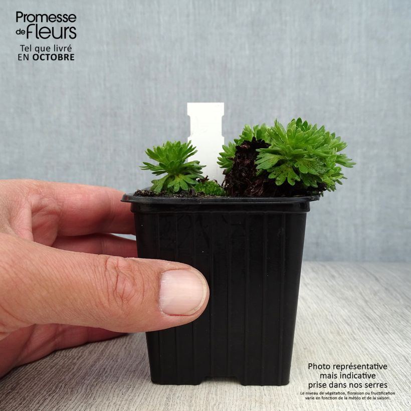 Amostra de Saxifraga arendsii Wares Crimson Vaso de 8/9 cm tal como entregue no outono