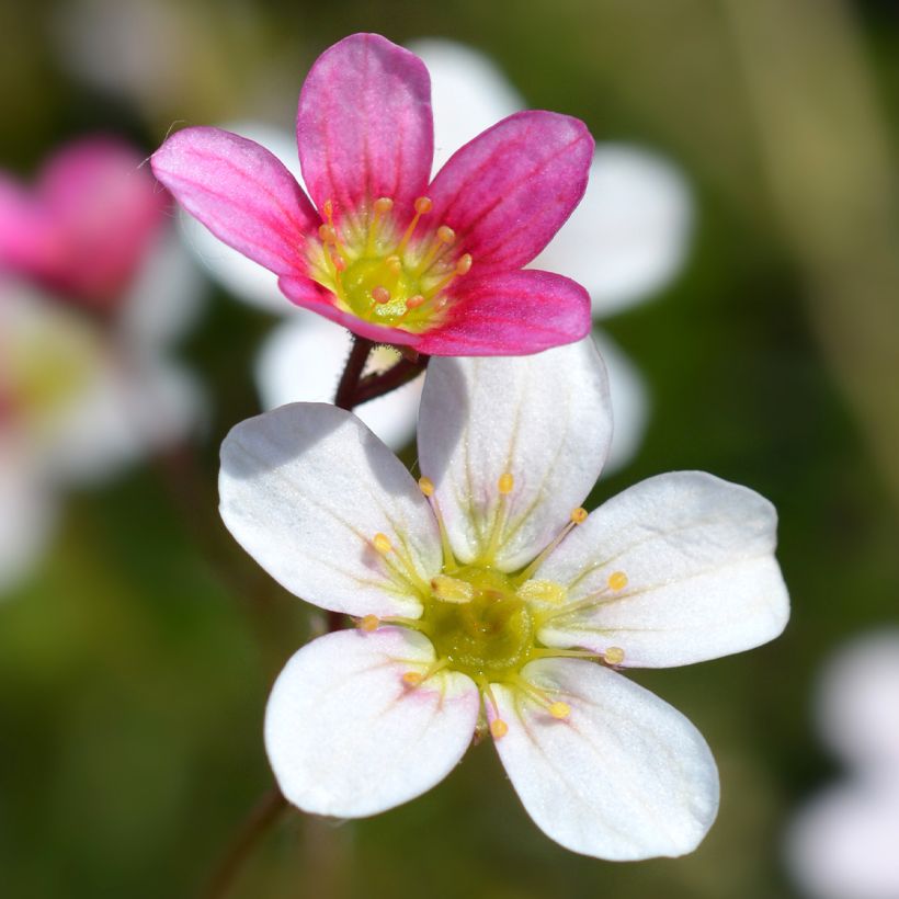 Saxifraga arendsii Wares Crimson (Floração)