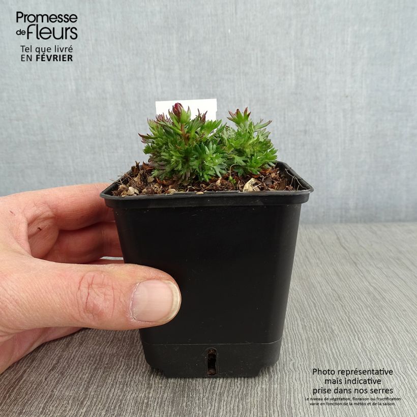 Amostra de Saxifraga arendsii Ware's Crimson - Saxifrage mousse Godet de 8/9 cm tal como entregue no inverno