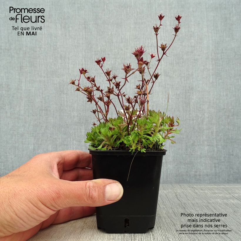 Amostra de Saxifraga arendsii Wares Crimson Vaso de 8/9 cm tal como entregue na primavera
