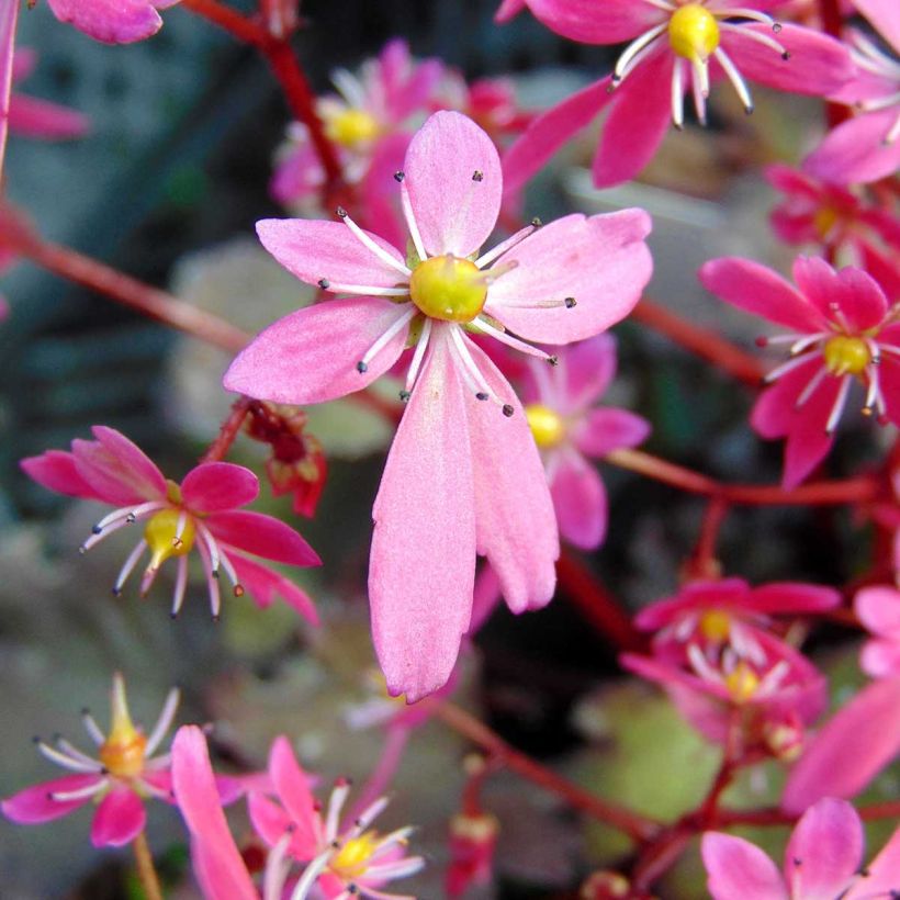 Saxifraga cortusifolia Black Ruby (Floração)