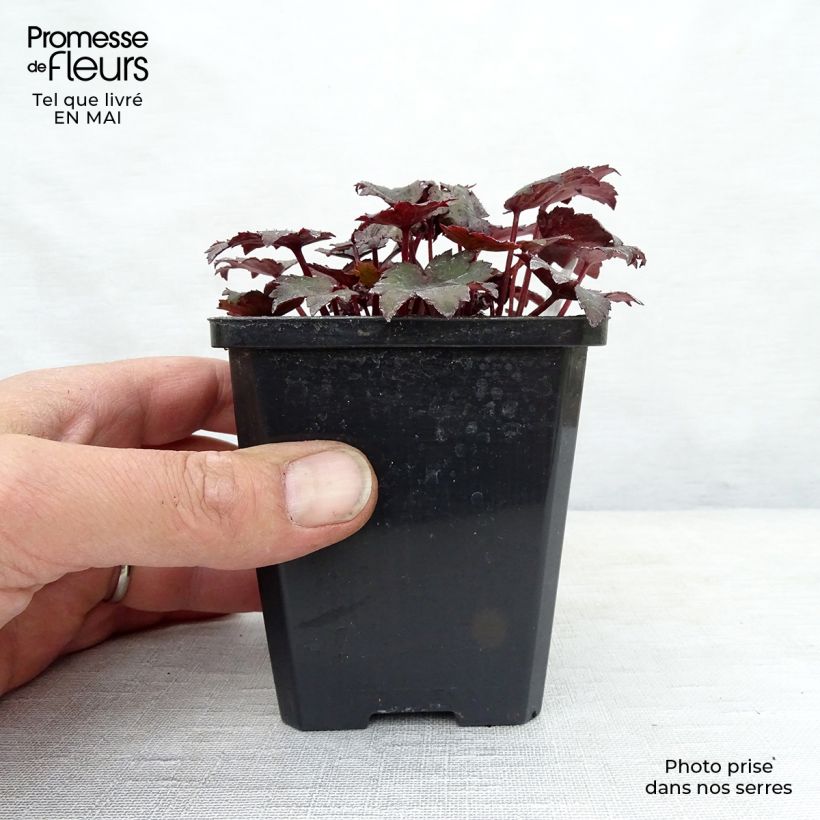 Amostra de Saxifraga cortusifolia Black Ruby Vaso de 8/9 cm tal como entregue na primavera