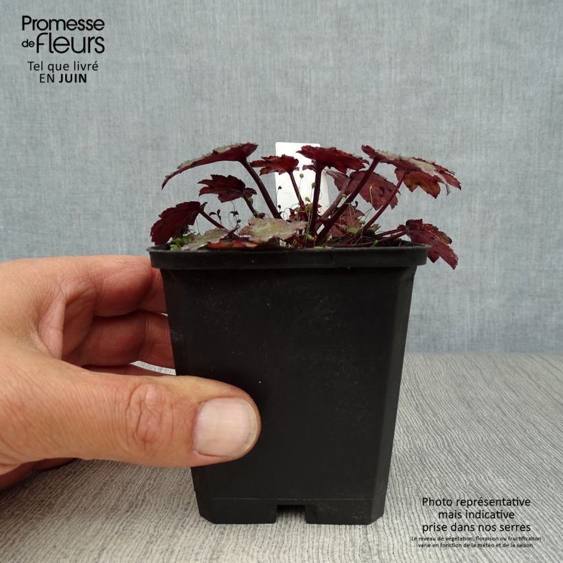 Amostra de Saxifraga cortusifolia Black Ruby Vaso de 8/9 cm tal como entregue no verão