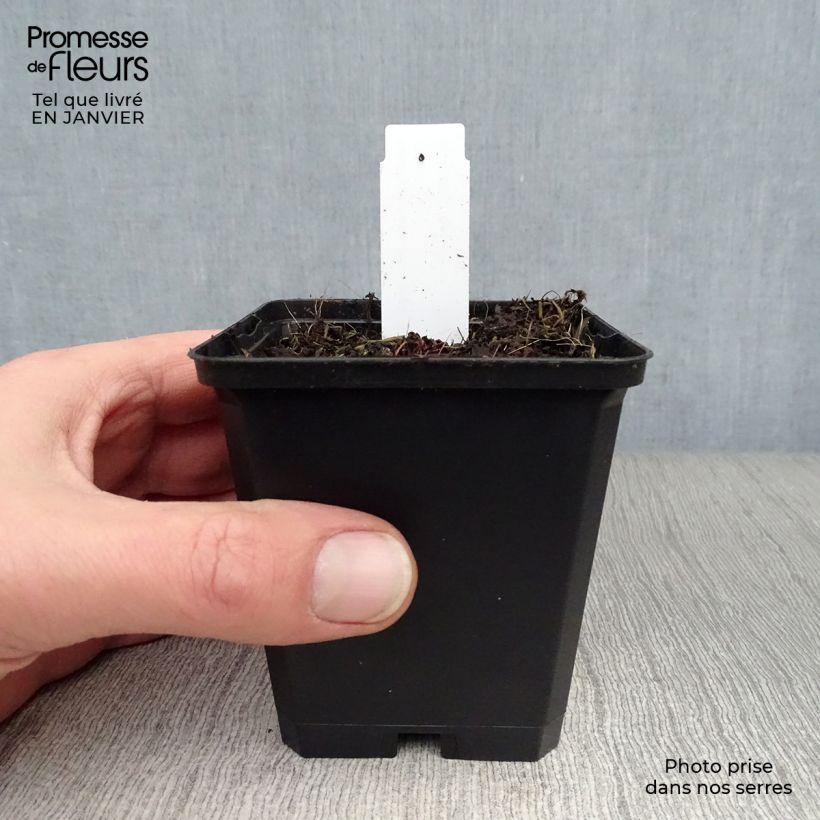 Amostra de Saxifraga cortusifolia Black Ruby - Saxifrage à feuilles noires Vaso de 8/9 cm tal como entregue no inverno
