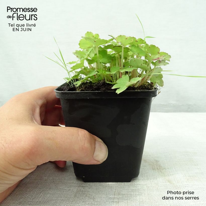 Amostra de Saxifraga cortusifolia Cheap Confections Vaso de 8/9 cm tal como entregue no verão