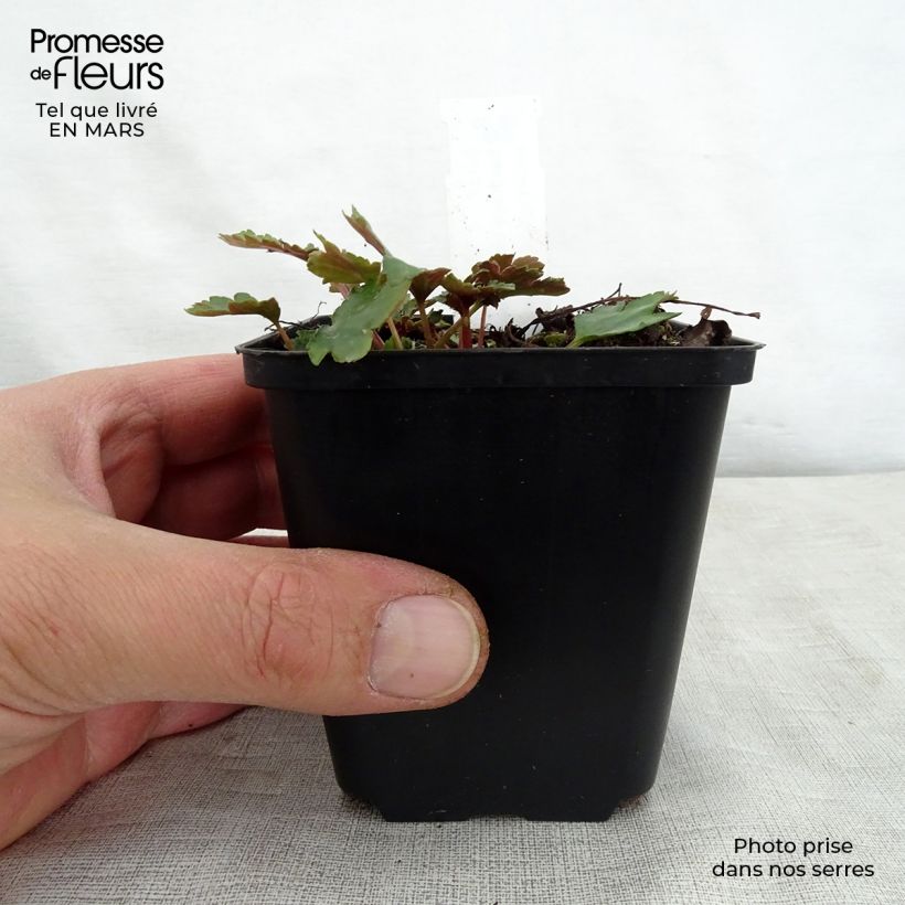 Amostra de Saxifraga cortusifolia Shiranami Vaso de 8/9 cm tal como entregue na primavera