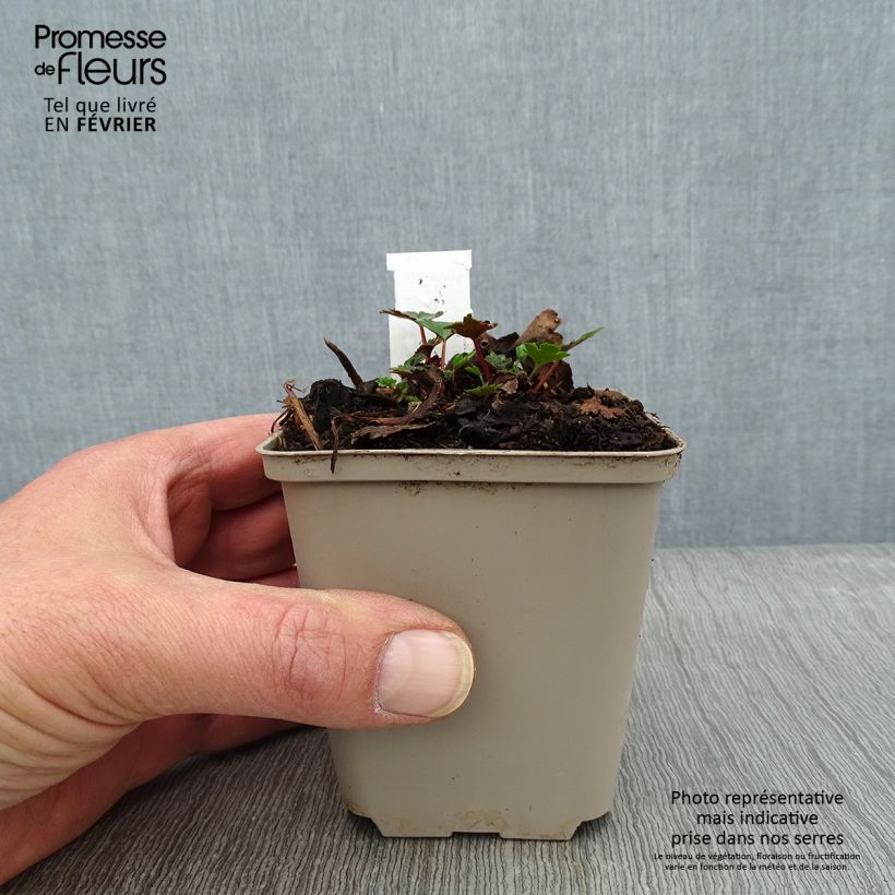 Amostra de Saxifraga cortusifolia Shiranami - Saxifrage Godet de 8/9 cm tal como entregue no inverno