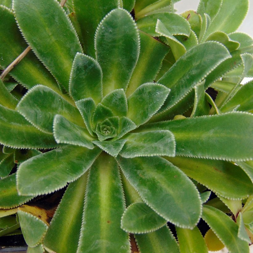 Saxifraga cotyledon Southside Seedling (Folhagem)