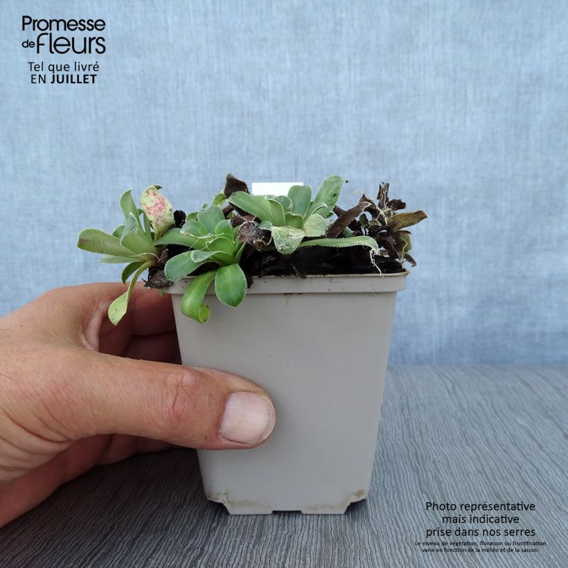 Amostra de Saxifraga cotyledon Southside Seedling Vaso de 8/9 cm tal como entregue no verão