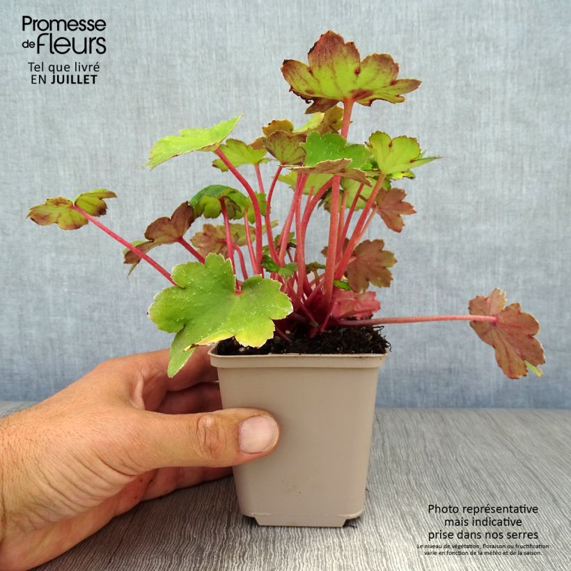 Amostra de Saxifraga fortunei Beni Tsukasa Vaso de 8/9 cm tal como entregue no verão