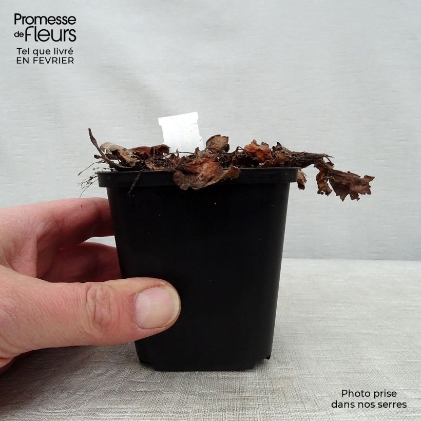 Amostra de Saxifraga fortunei Beni Tsukasa Vaso de 8/9 cm tal como entregue no inverno