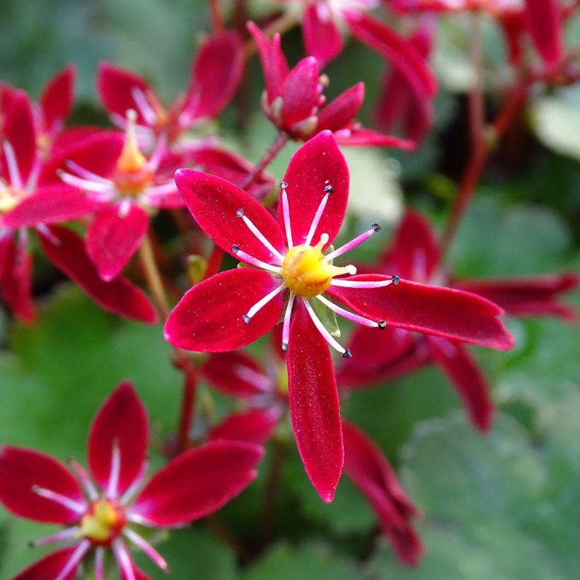 Saxifraga fortunei Beni Tsukasa (Floração)